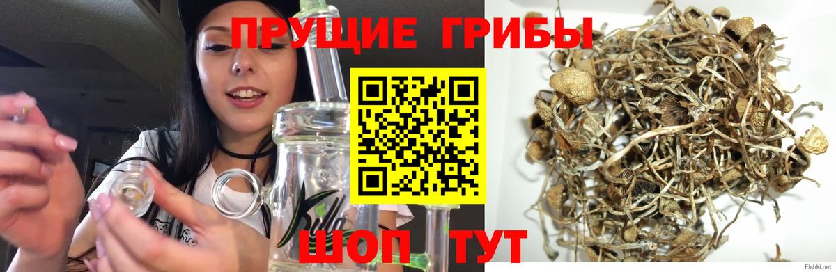 Галлюциногенные грибы прущие грибы Советская Гавань